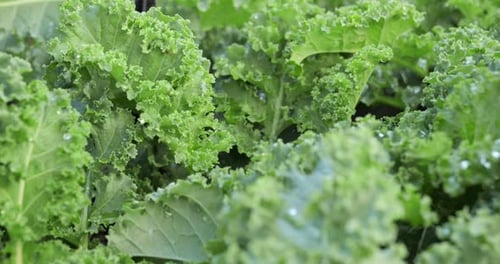 Chou frisé poussant dans une jardinière. Légumes verts dans la plantation.