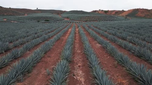 Aerial image of an agave field in Tequila, Jalisco 19