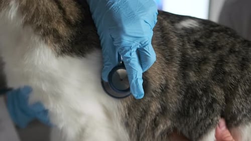 Close-up of woman doctor veterinarian holding stethoscope and examining cat at vet clinic.