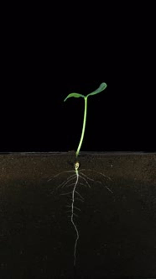 Seedling Growth Time-Lapse Against Black Backdrop