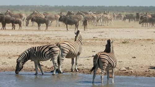 African Wildlife At A Waterhole - Etosha National Park