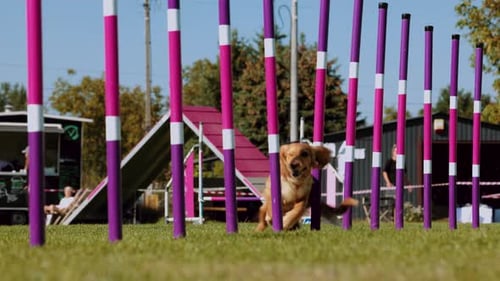 Athletic Dog Weaving Through Agility Course
