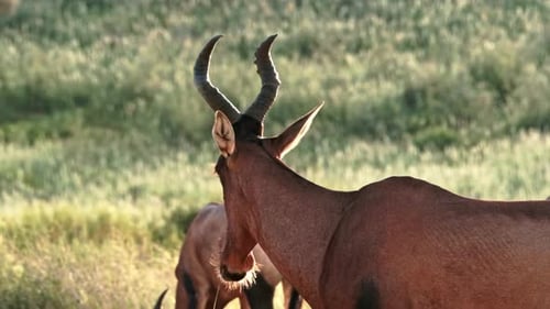 Red Hartebeest during golden hour grazing