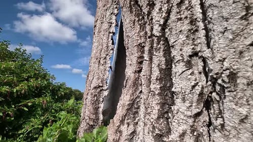 trunk of a dead tree, bark separates from wood, vegetation and climbing plants grow strongly around