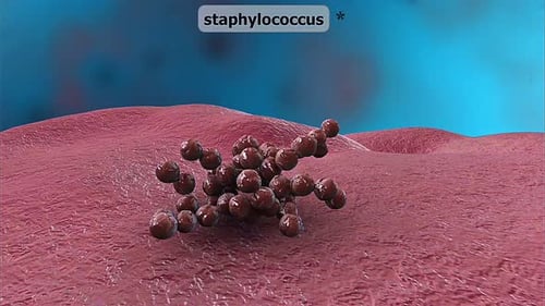 Staphylococcus Bacteria