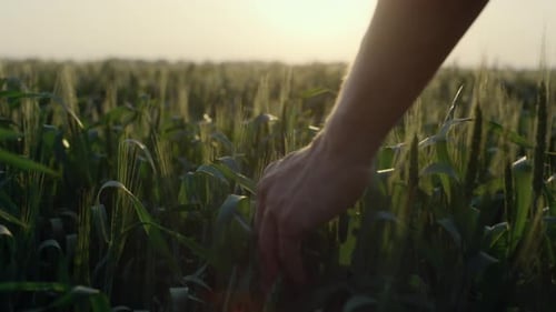 Hand touching wheat plants in golden sunlight