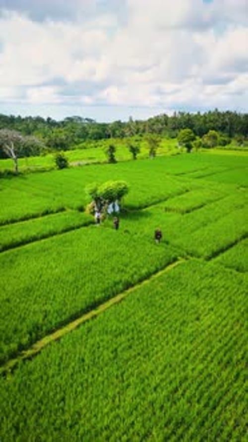 Tabanan Bali Rice Fields Aerial Orbit