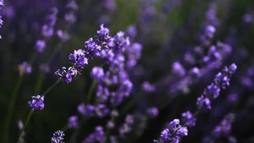 Lavender Field Close Up Blooming Flowers