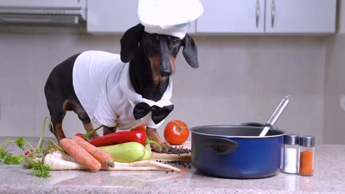 Dachshund Wearing Chef Outfit Sniffs Food Ingredients