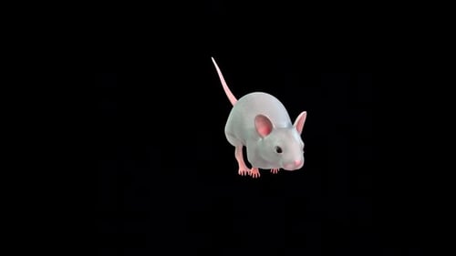 Mouse 3d Model Rotate