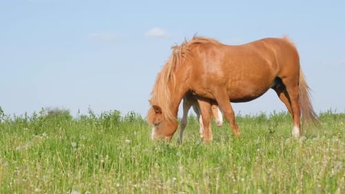 A Family of Horses Graze Peacefully on a Green Meadow Beautiful Horses in the Frame