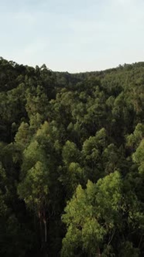Vertical Video of Pine forest Aerial view