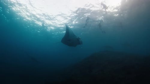 Graceful Manta Ray Swimming Past Snorkelers in Ocean