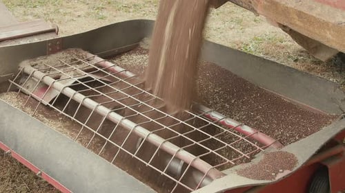 Harvesting Seeds Being Poured in Agriculture Machine