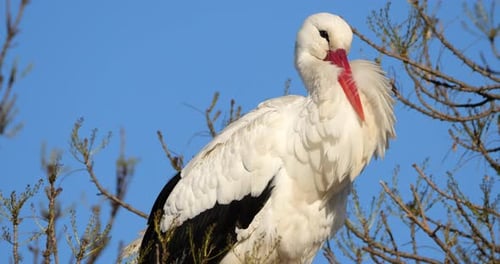 Erwachsener Weißstorch (Ciconia ciconia), im Nest, Camargue, Südfrankreich.