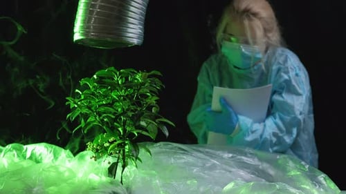 Scientist Examining Tree in Polluted Environment