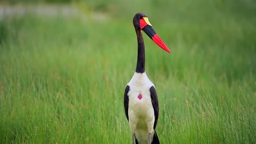 Saddle-Billed Stork in African Wetlands Colorful Wading Bird Wildlife Footage in Natural Habitat