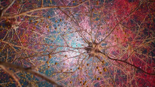 Neurones humains et connexions aux réseaux neuronaux