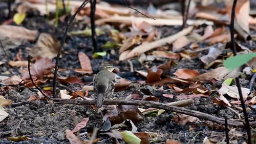 The Forest Wagtail is a passerine bird foraging on branches, forest grounds, tail wagging constantly