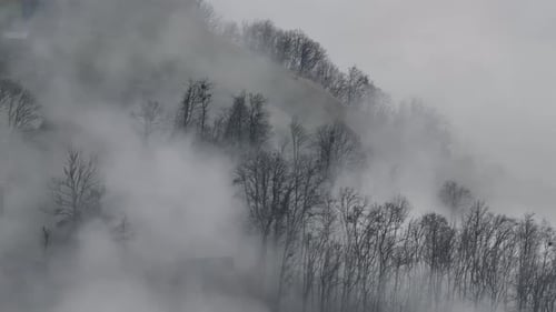 Mystic Forest Shrouded in Winter Mist
