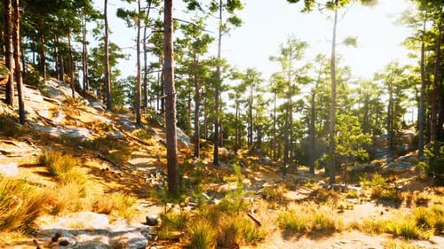 Sunlit Forest Path Winding Through Tall Pines on a Warm Summer Day