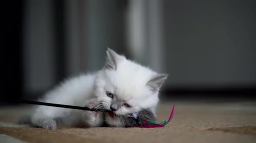 Kitten Playing with Toy on Carpet Indoors