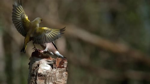 Hawfinch, coccothraustes coccothraustes, and European Greenfinch, carduelis chloris