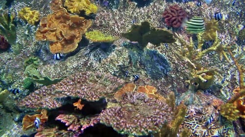 Tranquil underwater world a colorful aquarium with exotic tropical fish in natural light