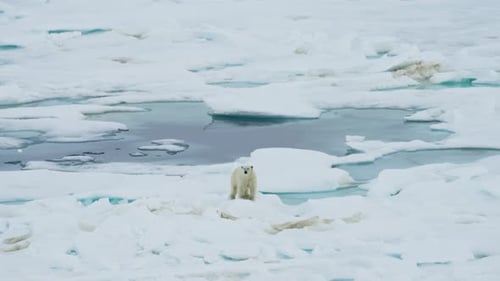 Solitary Polar Bear Navigating Fragmented Sea Ice Atop a Frozen Seascape with Turquoise Melt Ponds