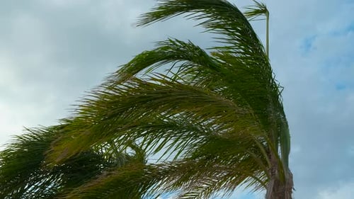 Palm Tree Blowing in the Wind at Beach
