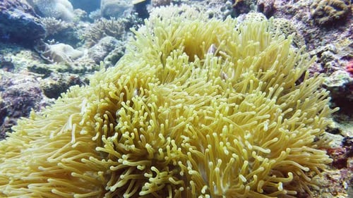 Sea Anemone and Clown Fish