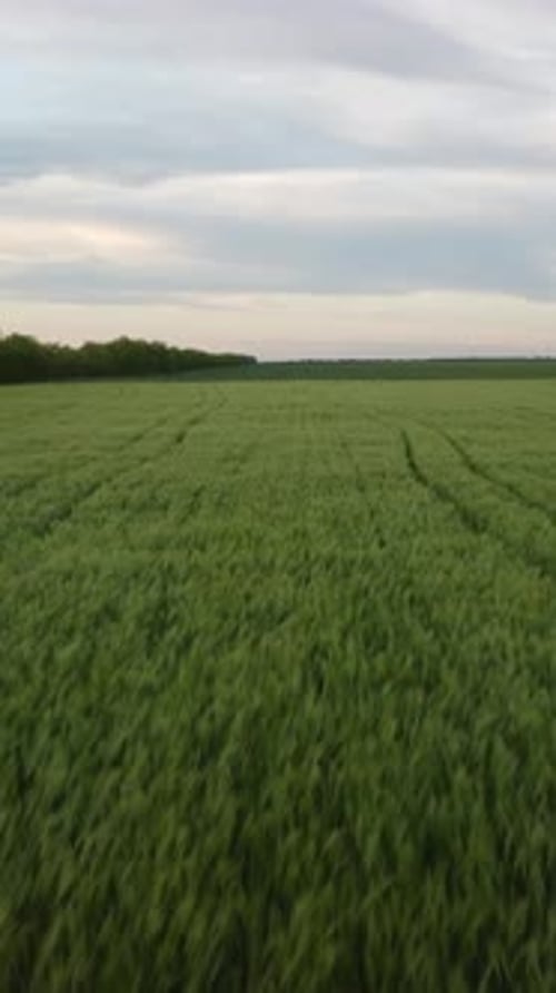 Vertikale Luftaufnahme eines grünen Weizenfeldes auf dem Land, auf dem Weizen im Wind weht