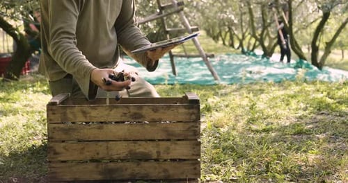 Top view of a wooden box full of olives and a tablet resting on it. Concept of: app of agriculture