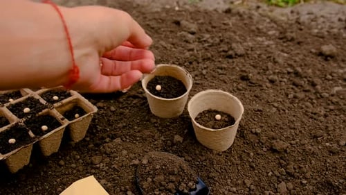 Planting Seeds in Soil-Filled Peat Pots