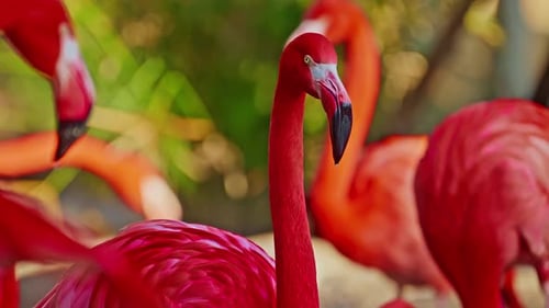 Close Up of a Bright Colorful Red American Flamingo This Close Up Video Shows a Detailed View