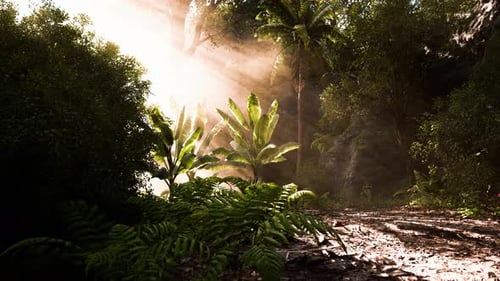 Sunbeams Illuminating a Dense Tropical Jungle Forest