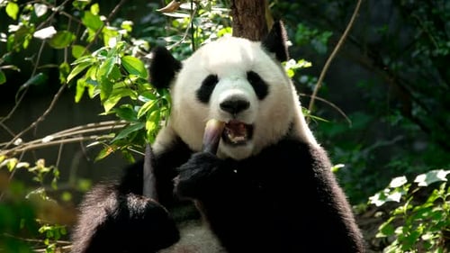 Giant Panda Eats Bamboo in Natural Habitat