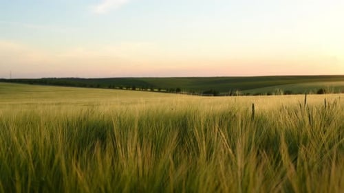 Moving to the side. Majestic view of the beautiful landscape with wheat growing. Beautiful sunshine