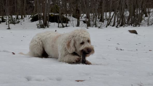 Labradoodle dog breed pet outdoor eating wood stick in snow cold ...