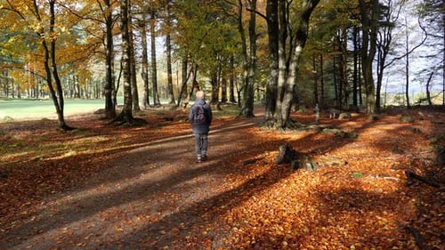 Wunderschöner Waldweg mit Spaziergänger in Herbstfarben