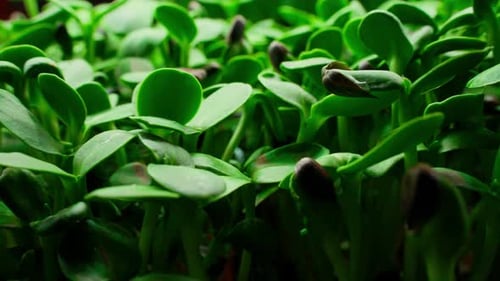 Close Up of Sunflower Microgreens in a Tray on the Home Windowsill