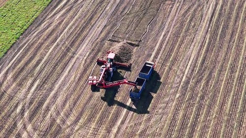 Sugar Beet Harvesting Process