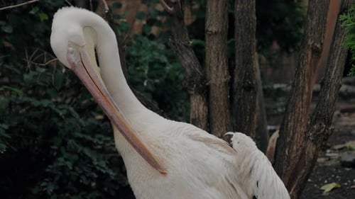Pelícano blanco acicalando plumas en el recinto del zoológico
