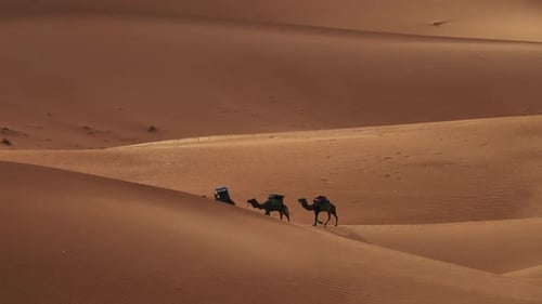 Caravane à dos de chameaux dans les dunes de sable du désert