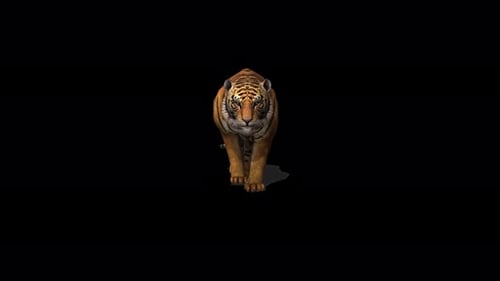 Animated Realistic Tiger Walking on Black Background