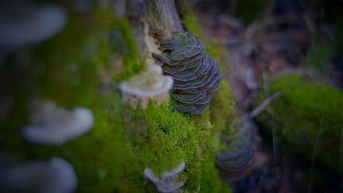 Enchanting Footage of Mushrooms Thriving in a Lush Forest Setting Growing on Mossy Tree Branches and