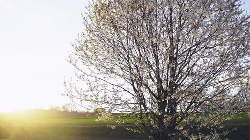 Arbre en fleurs dans le champ