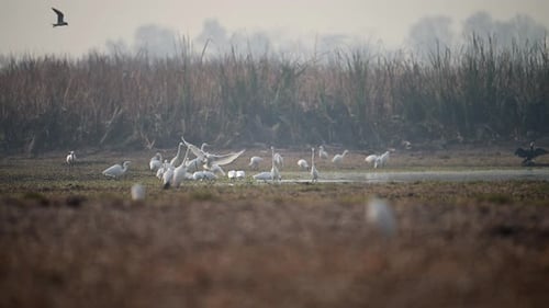 Flock of birds egrets and Spoonbill fishing in wetland area