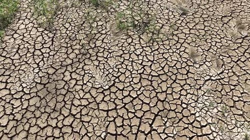 Dry Cracked Earth with Emerging Green Grass