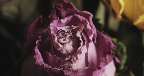 Wilting Rose Close Up Macro Footage